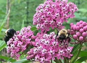 The beehive program was initiated by SU’s Sustainability and Management department.